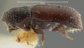 Media type: image;   Entomology 1022 Aspect: habitus lateral view